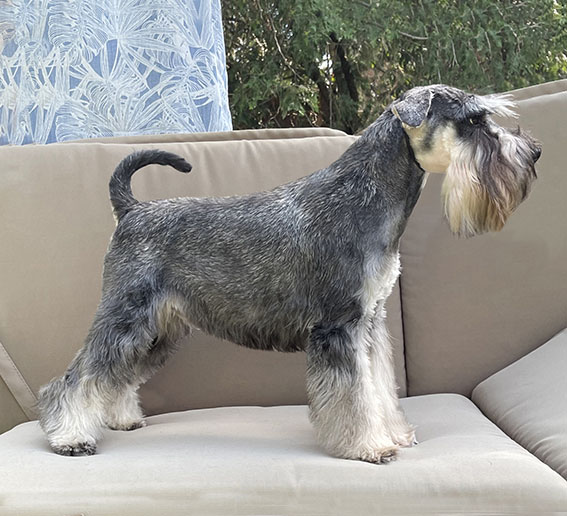 Cinderella Peppersdegabritho: Peppersdegabritho - Zwergschnauzer / Miniature Schnauzer