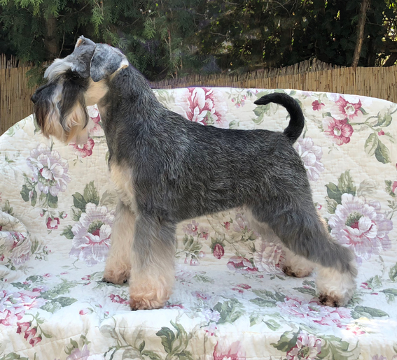 De Marlango Lightning Strike: Peppersdegabritho - Zwergschnauzer / Miniature Schnauzer