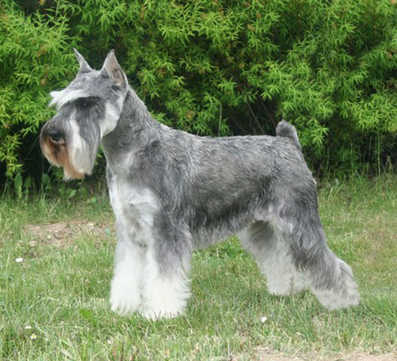 Emila Tostom: Peppersdegabritho - Zwergschnauzer / Miniature Schnauzer