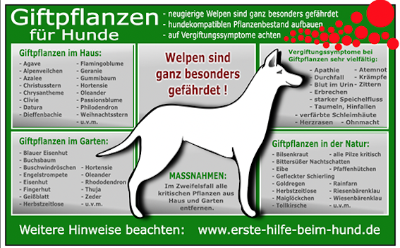 Peppersdegabritho Zwergschnauzer