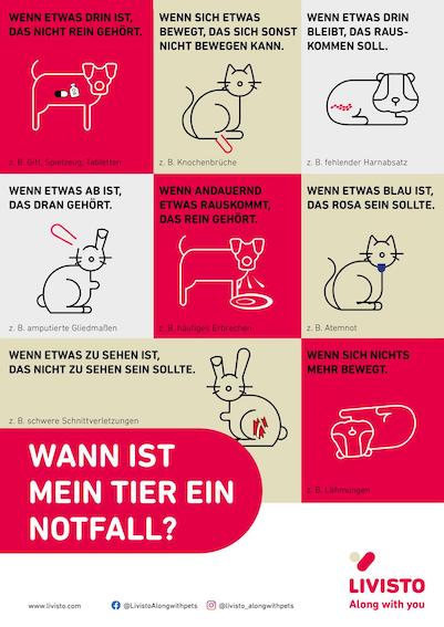 Peppersdegabritho Zwergschnauzer