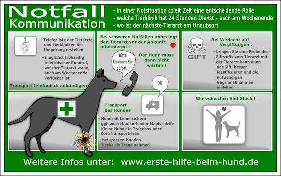 Peppersdegabritho Zwergschnauzer