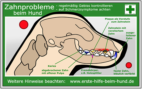 Peppersdegabritho Zwergschnauzer