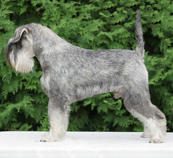 Jackson de GabriTho: Peppersdegabritho - Zwergschnauzer / Miniature Schnauzer