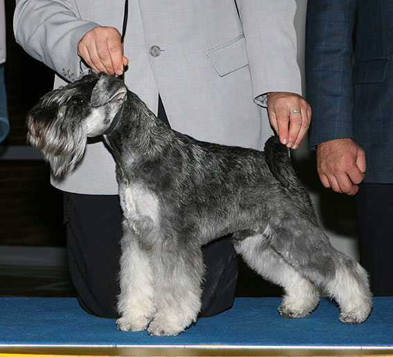 Krawuzi Peppersdegabritho: Peppersdegabritho - Zwergschnauzer / Miniature Schnauzer