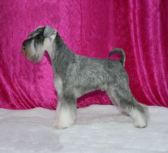 Nepomuk Peppersdegabritho: Peppersdegabritho - Zwergschnauzer / Miniature Schnauzer