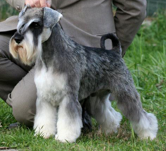 Origami Peppersdegabritho: Peppersdegabritho - Zwergschnauzer / Miniature Schnauzer