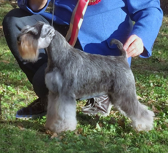 Peppergabito Get Crazy: Peppersdegabritho - Zwergschnauzer / Miniature Schnauzer