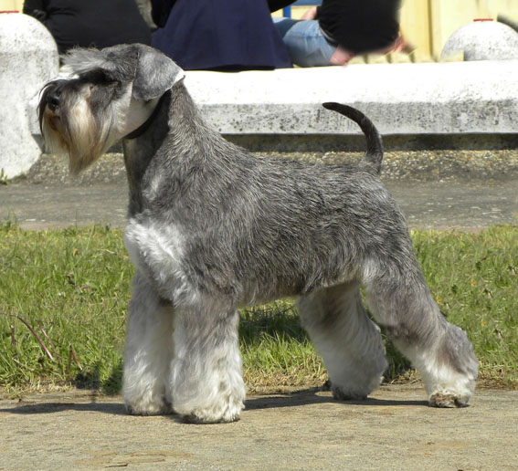 Schnauzerdreams N Peppersdegabritho: Peppersdegabritho - Zwergschnauzer / Miniature Schnauzer