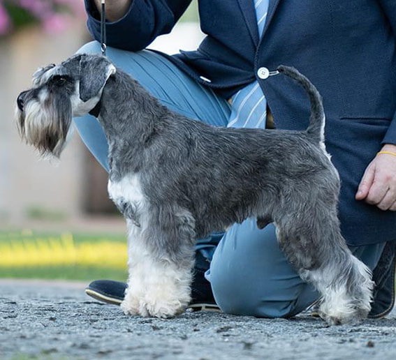 Victory Super Man Cori Celesti Peppergabito: Peppersdegabritho - Zwergschnauzer / Miniature Schnauzer